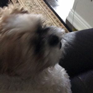 Meet your Posher, Manny